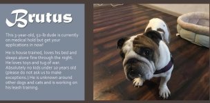 brutus.jpg