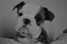 FullSizeRender.webp