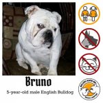 bruno.jpg