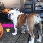 bess.webp