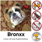 Bronxx.jpg Bronxx.jpg