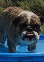 angus water.webp