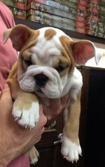 Lola 5.jpg Lola 5.jpg
