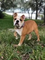 lola 9.webp