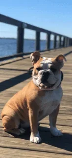 lola 8.webp