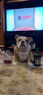 lola 7.webp