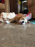lola12.webp