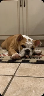 lola 15.webp