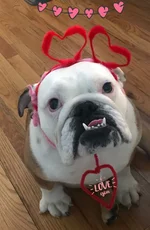Vdaymuffin.webp