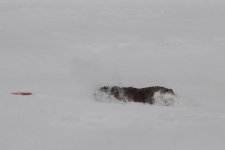 snowplay (8).jpg snowplay (8).jpg