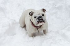snowplay (10).jpg snowplay (10).jpg