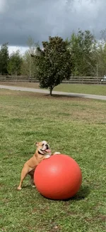 lola 16.webp lola 16.webp