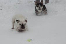 snowplay (2).jpg snowplay (2).jpg