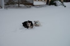snowplay (13).jpg snowplay (13).jpg