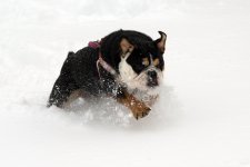 snowplay (5).jpg snowplay (5).jpg