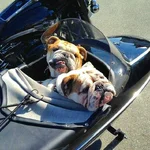 a8ac1ee1d248d9824c9cb4ed670e47c5--bull-dog-bulldog-puppies.webp