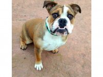 Arya-English-Bulldog.jpg Arya-English-Bulldog.jpg