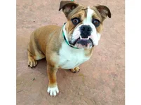 Arya-English-Bulldog.webp