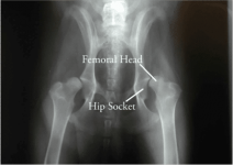 Hip-dysplasia-client-X-ray-1.png