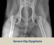 hips_severe-300x250.webp hips_severe-300x250.webp