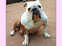 Bella-English-Bulldog-1.jpg