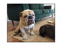 Zeus-English-Bulldog-4.jpg Zeus-English-Bulldog-4.jpg
