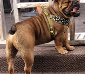 Scooby_2-400x350.webp