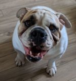 chesty.jpg chesty.jpg