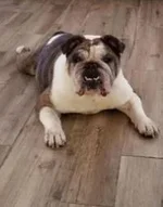 lulubell.webp