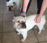 mamadog.webp