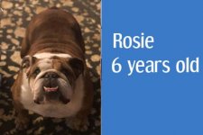 rosie.jpg rosie.jpg
