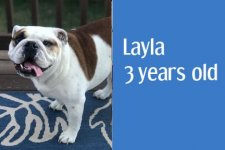 layla.jpg