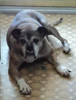 gussie.webp