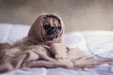 Best-Orthopedic-dog-beds.webp