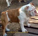 Duke's brother.webp