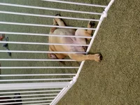 Millie Gate.webp Millie Gate.webp