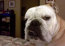 grinch face.webp