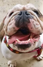 Tillie1.webp Tillie1.webp