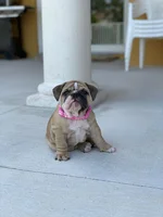 Bailey 2 day.webp Bailey 2 day.webp