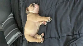 bailey hogs bed.webp bailey hogs bed.webp