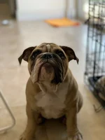 bailey bone.webp bailey bone.webp