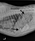 Ozzie rocks (2).webp Ozzie rocks (2).webp