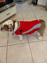 Thundershirt.webp