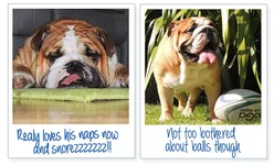 Dudley_Montage3.webp