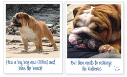 Dudley_Montage4.webp