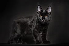 F9CC0F75-A157-4ECD-94B0-EE0DD4E6338C.webp