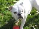 abby.webp