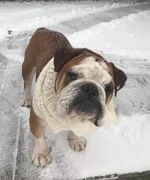 sherman in snow.webp