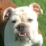 lexi.webp