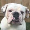 bentley.webp